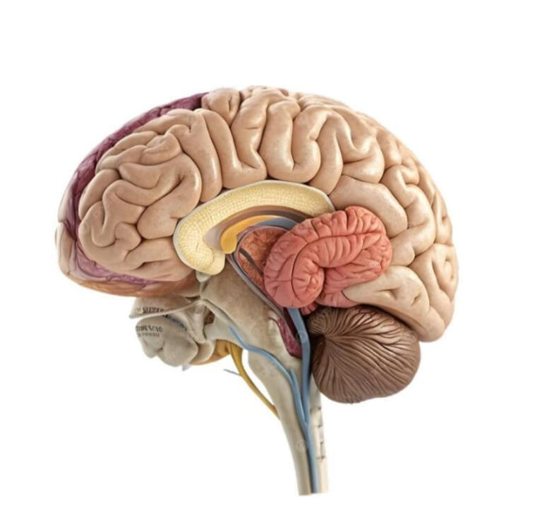 Area kepala (cerebral region) Area kepala (cerebral region)